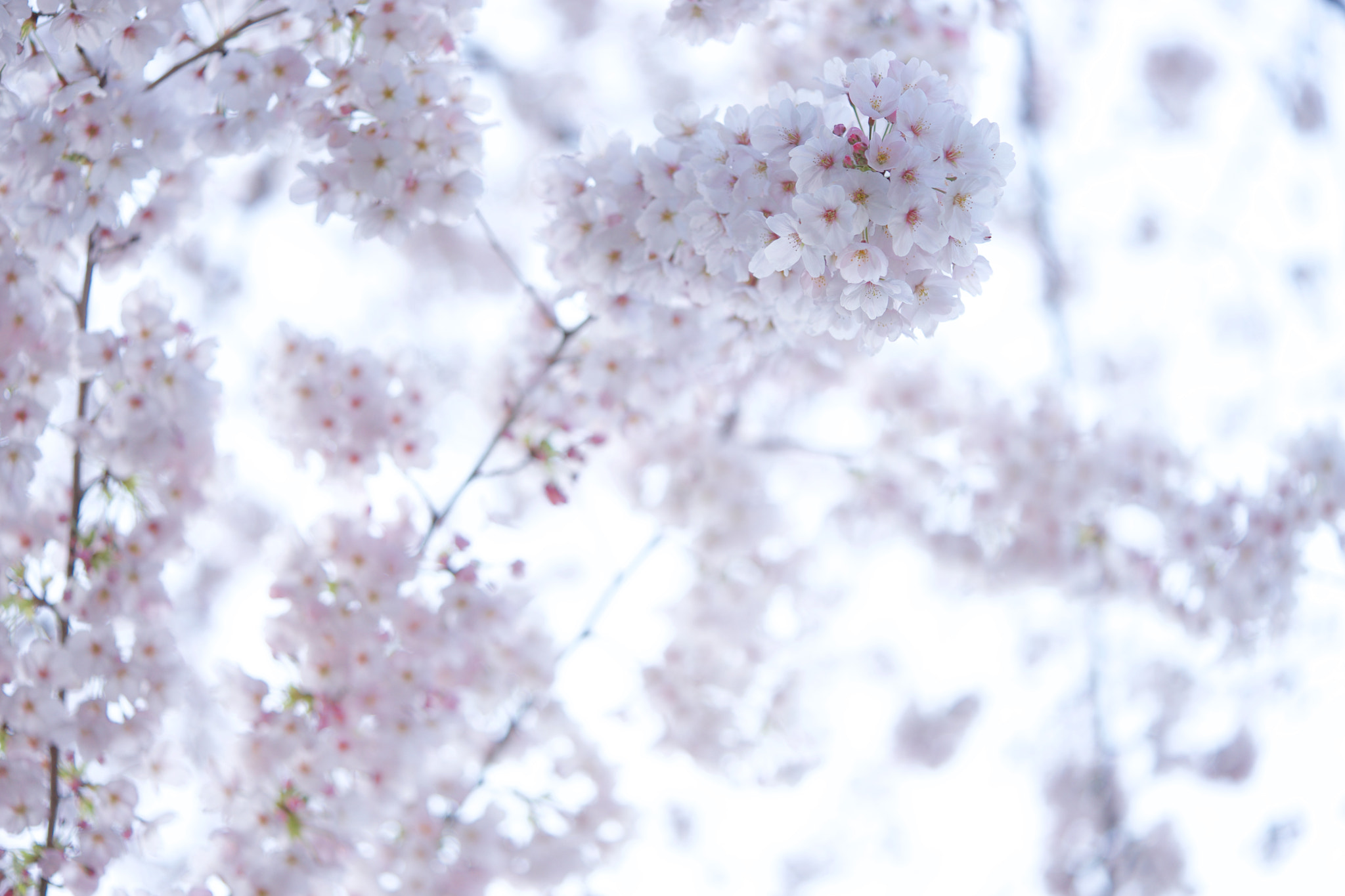 Sony FE 90mm F2.8 Macro G OSS sample photo. Flowers 4772 photography