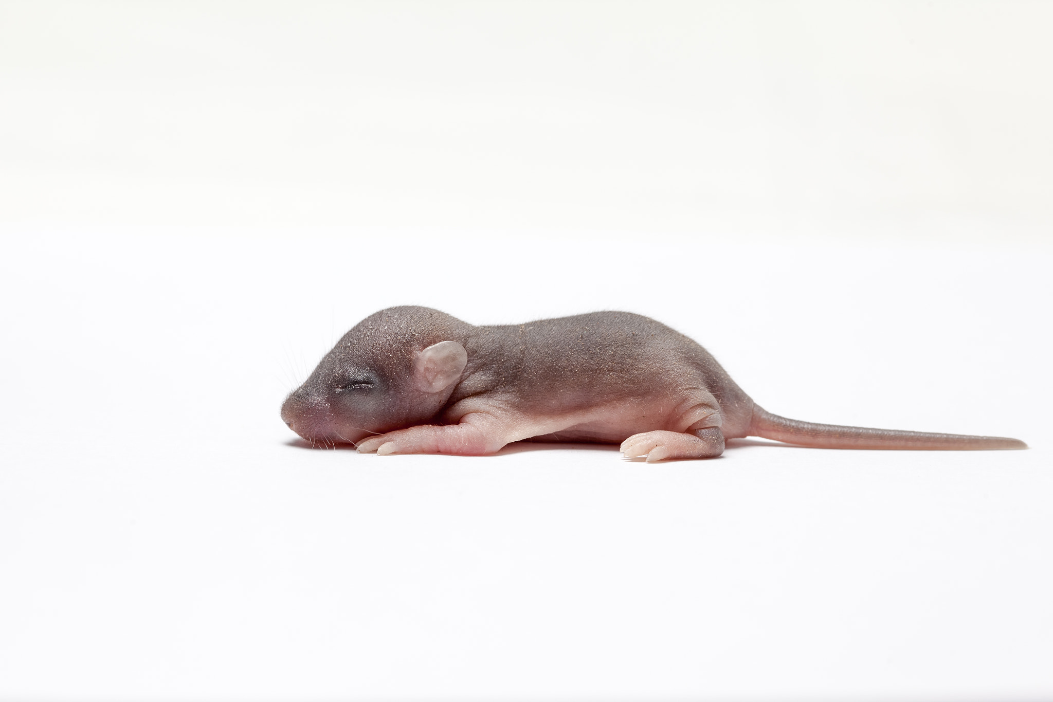 Canon EF 100mm F2.8 Macro USM sample photo. Baby of a mouse photography