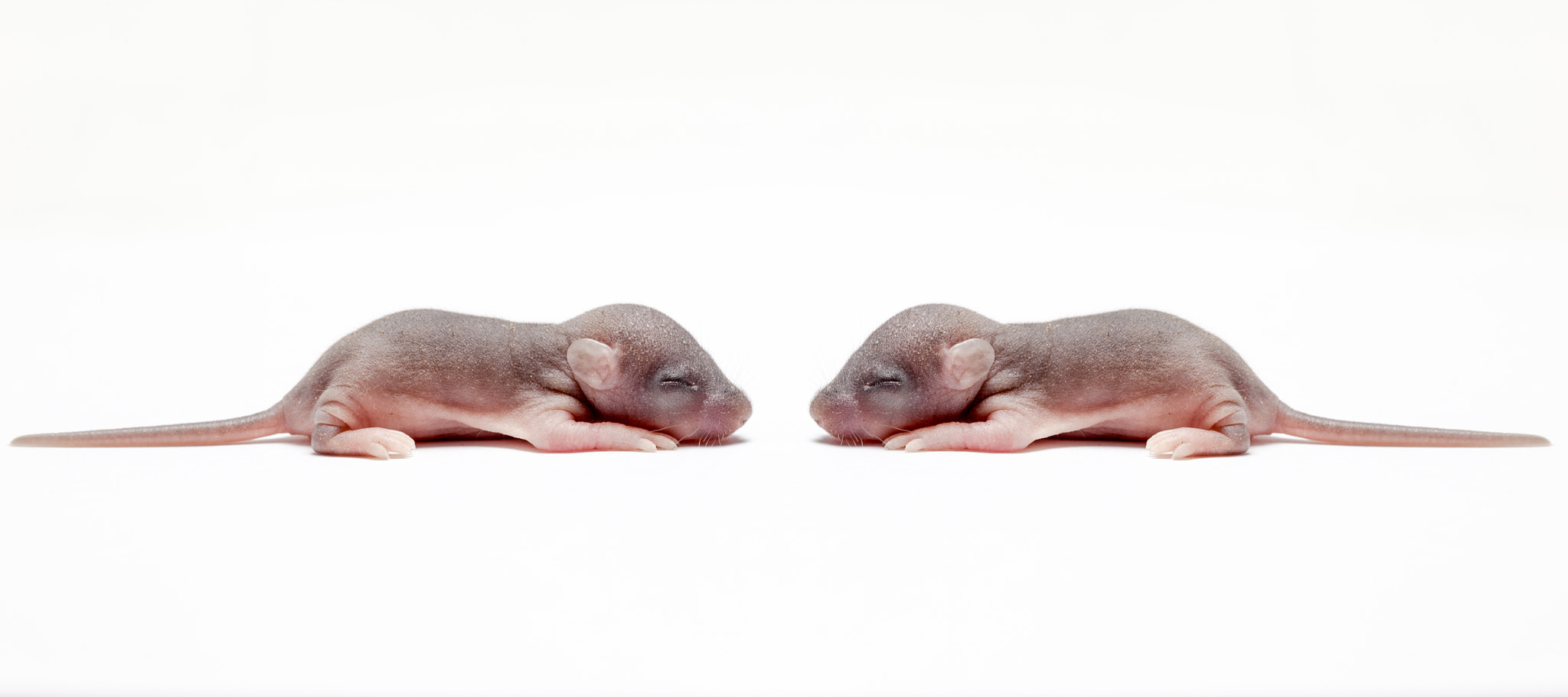 Canon EF 100mm F2.8 Macro USM sample photo. Two baby of a mouse photography