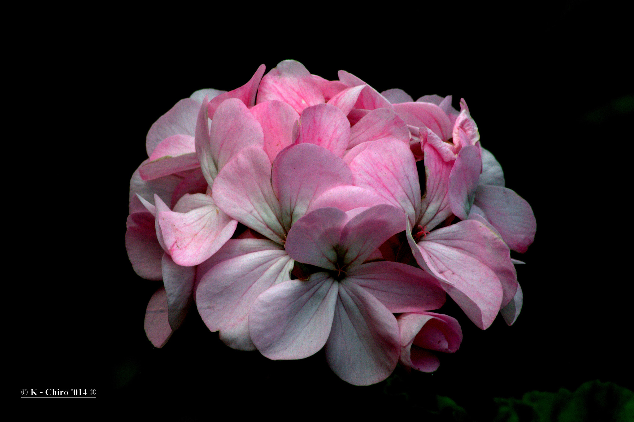 Sigma 70-300mm F4-5.6 APO DG Macro sample photo. Flor photography