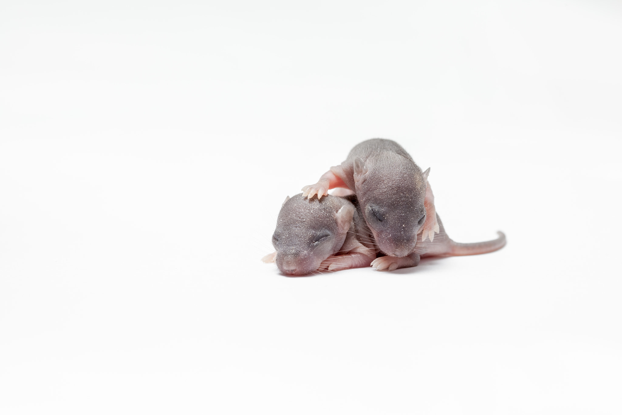 Canon EF 100mm F2.8 Macro USM sample photo. Two baby of a mouse photography