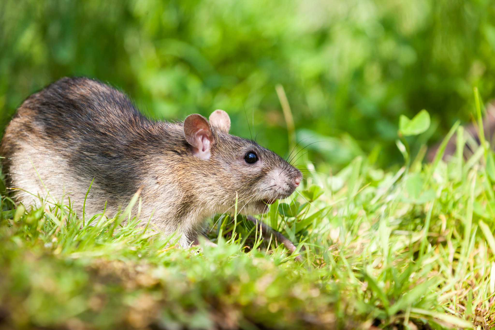 Canon EOS 5D Mark II + Canon EF 70-200mm F2.8L IS II USM sample photo. Nature whit rat photography