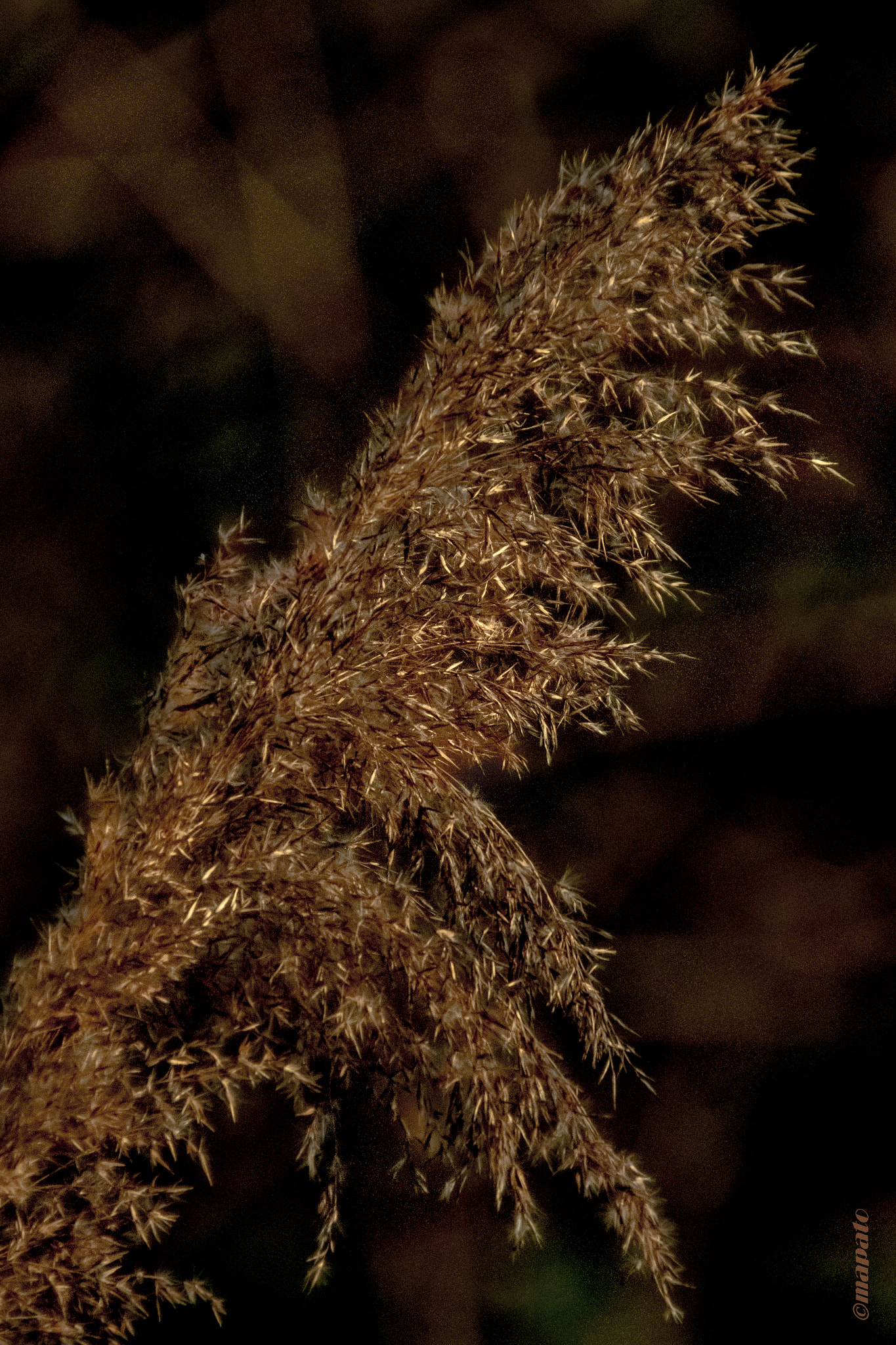 Nikon D7200 sample photo. Eine grashalm komposition... photography