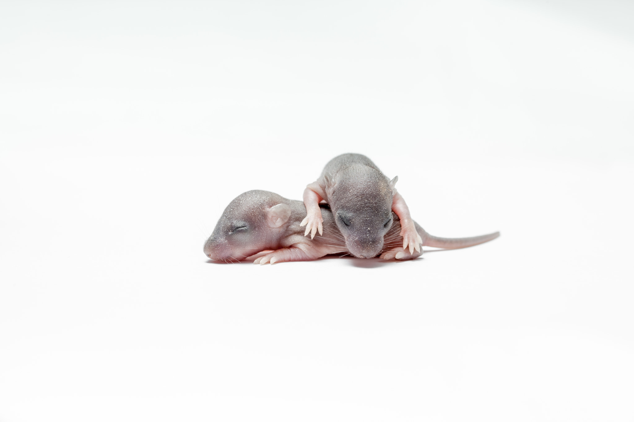 Canon EF 100mm F2.8 Macro USM sample photo. Two baby of a mouse photography