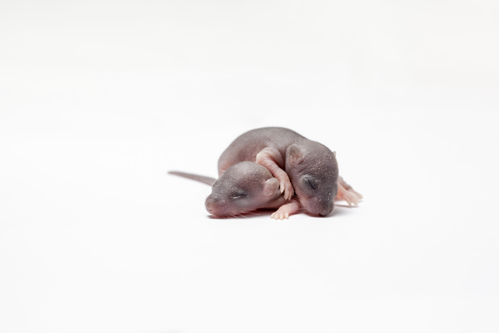Canon EF 100mm F2.8 Macro USM sample photo. Two baby of a mouse photography