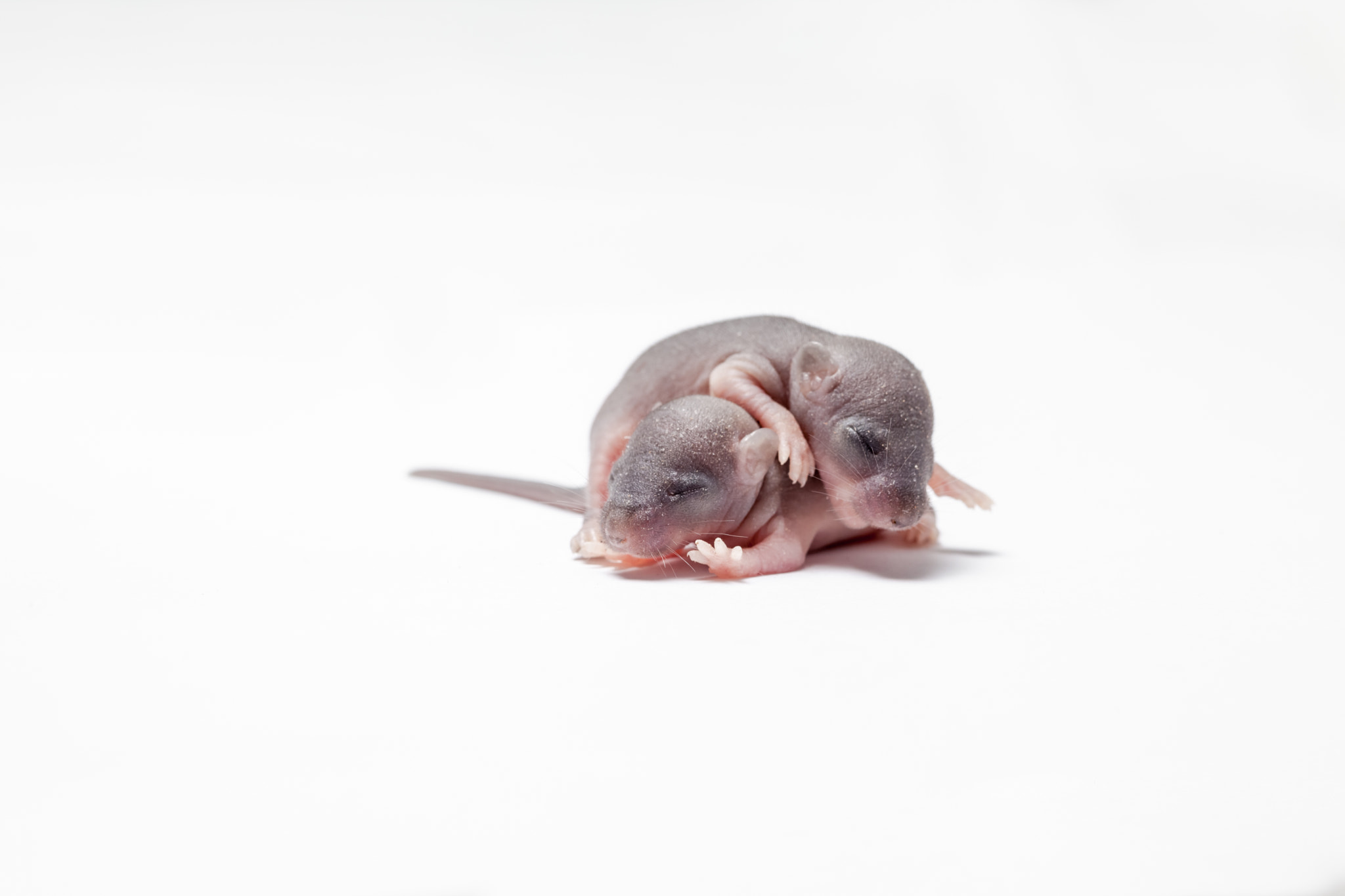 Canon EF 100mm F2.8 Macro USM sample photo. Two baby of a mouse photography