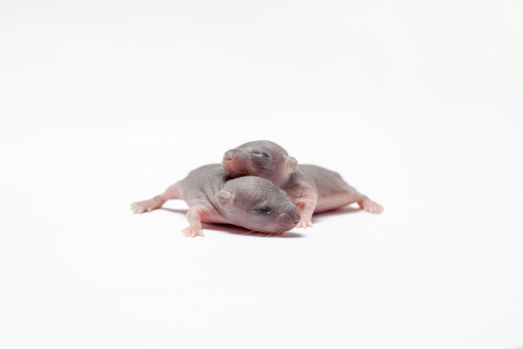 Canon EF 100mm F2.8 Macro USM sample photo. Two baby of a mouse photography