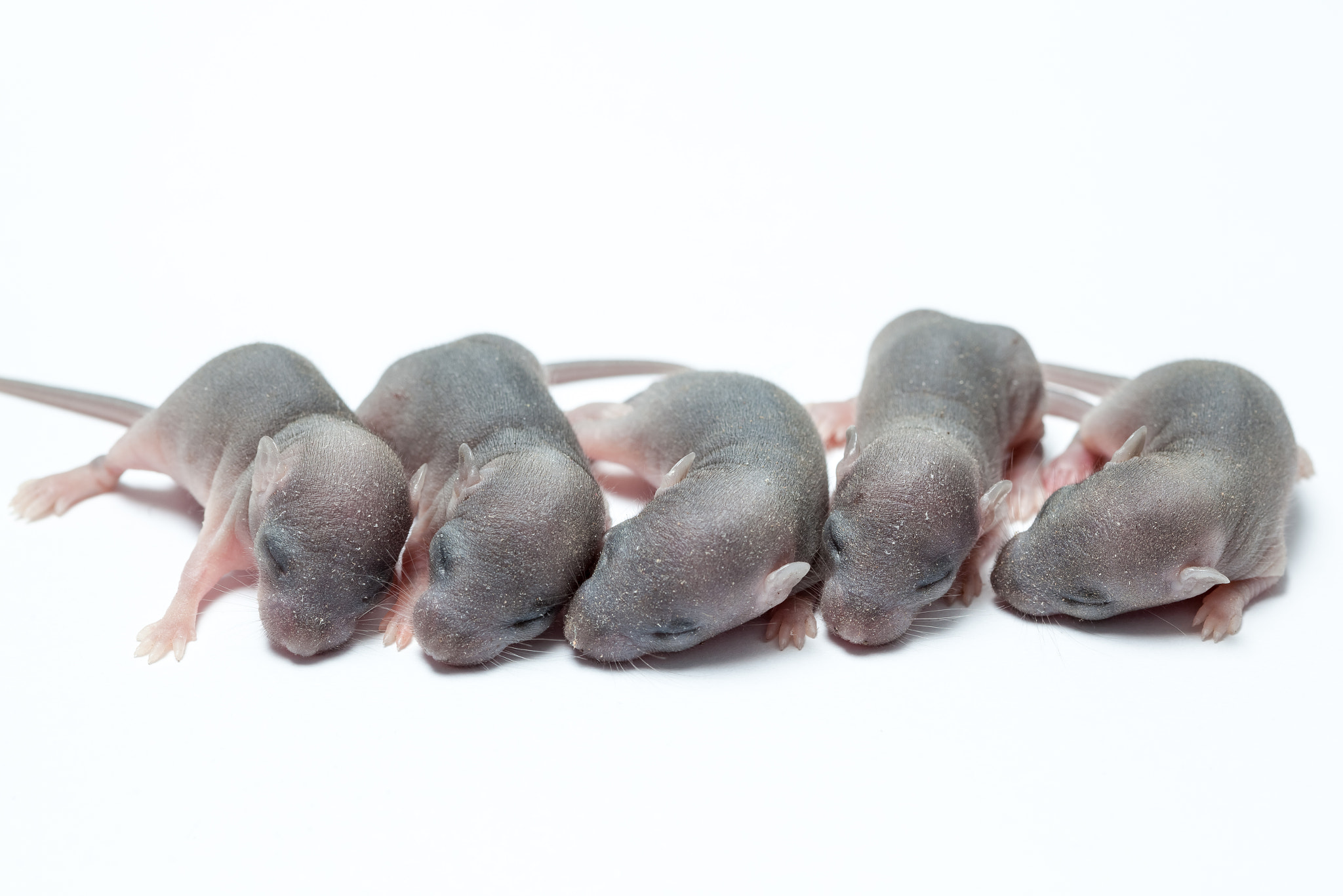 Canon EF 100mm F2.8 Macro USM sample photo. Five baby of a mouse photography