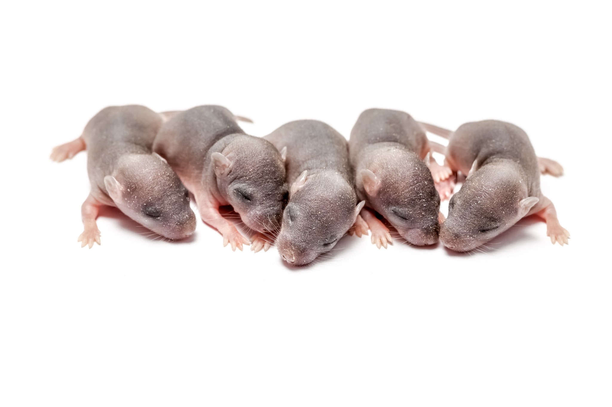Canon EF 100mm F2.8 Macro USM sample photo. Five baby of a mouse photography