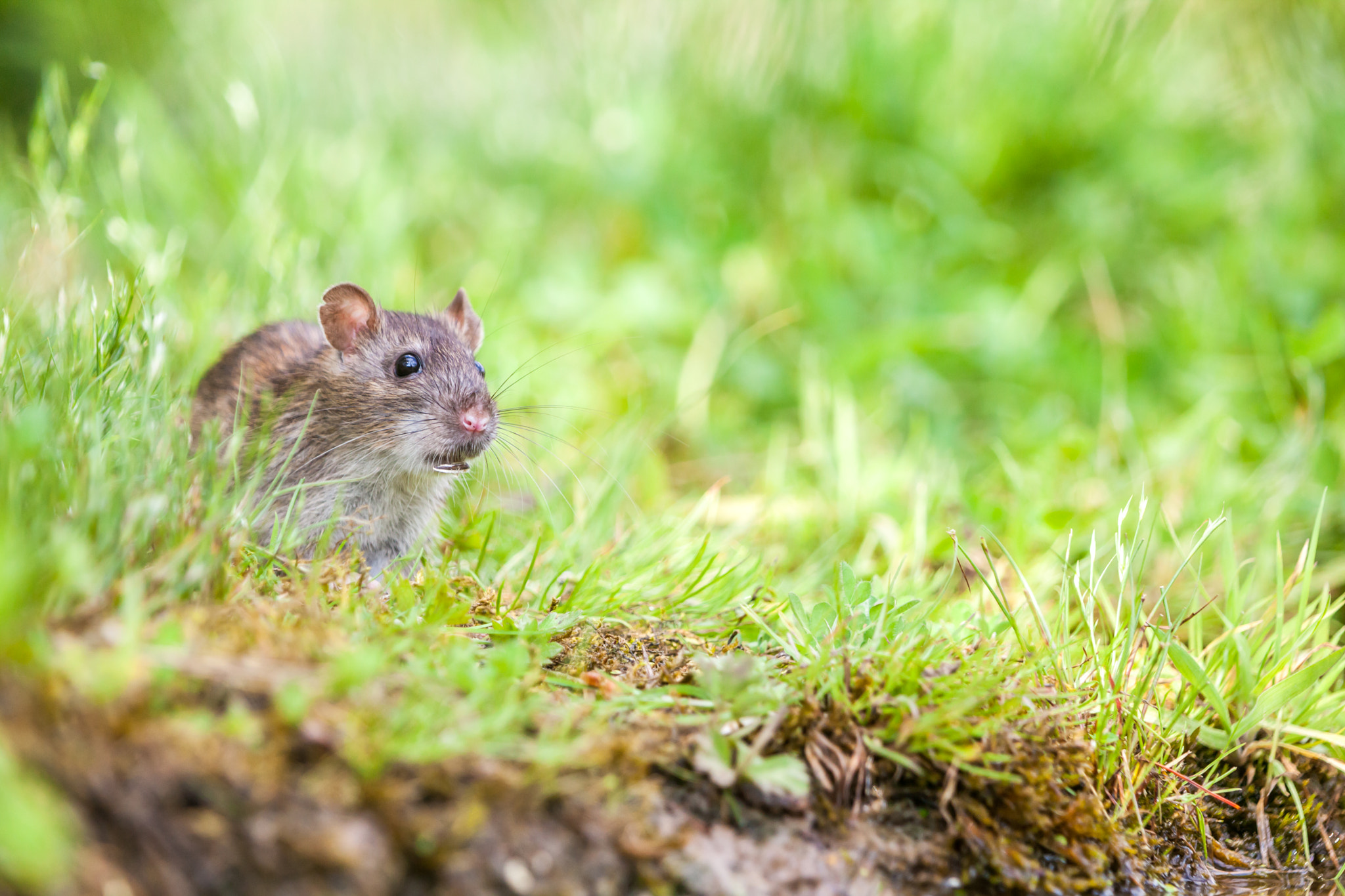 Canon EOS 5D Mark II + Canon EF 70-200mm F2.8L IS II USM sample photo. Wild rat photography