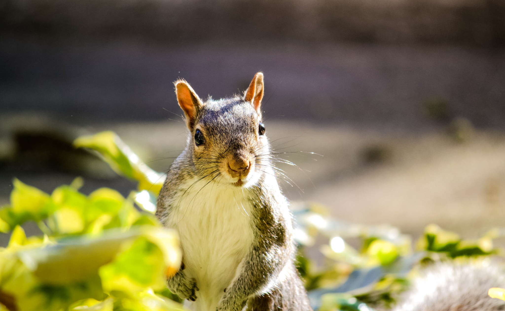 Canon EF-S 55-250mm F4-5.6 IS II sample photo. The neighbor photography