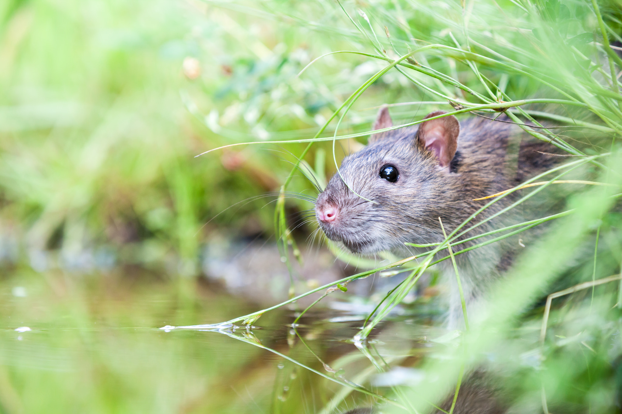 Canon EF 70-200mm F2.8L IS II USM sample photo. Wild rat photography