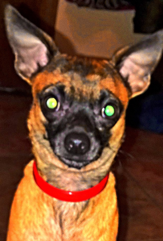 Nokia Lumia 1520 sample photo. Peanut photography
