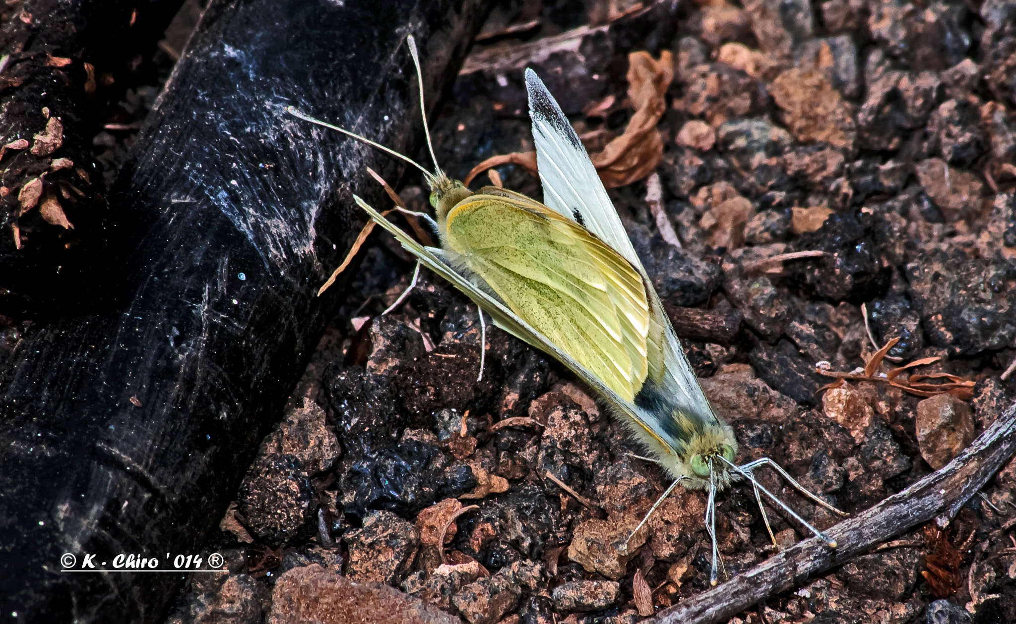 Sigma 70-300mm F4-5.6 APO DG Macro sample photo. Mariposasss photography