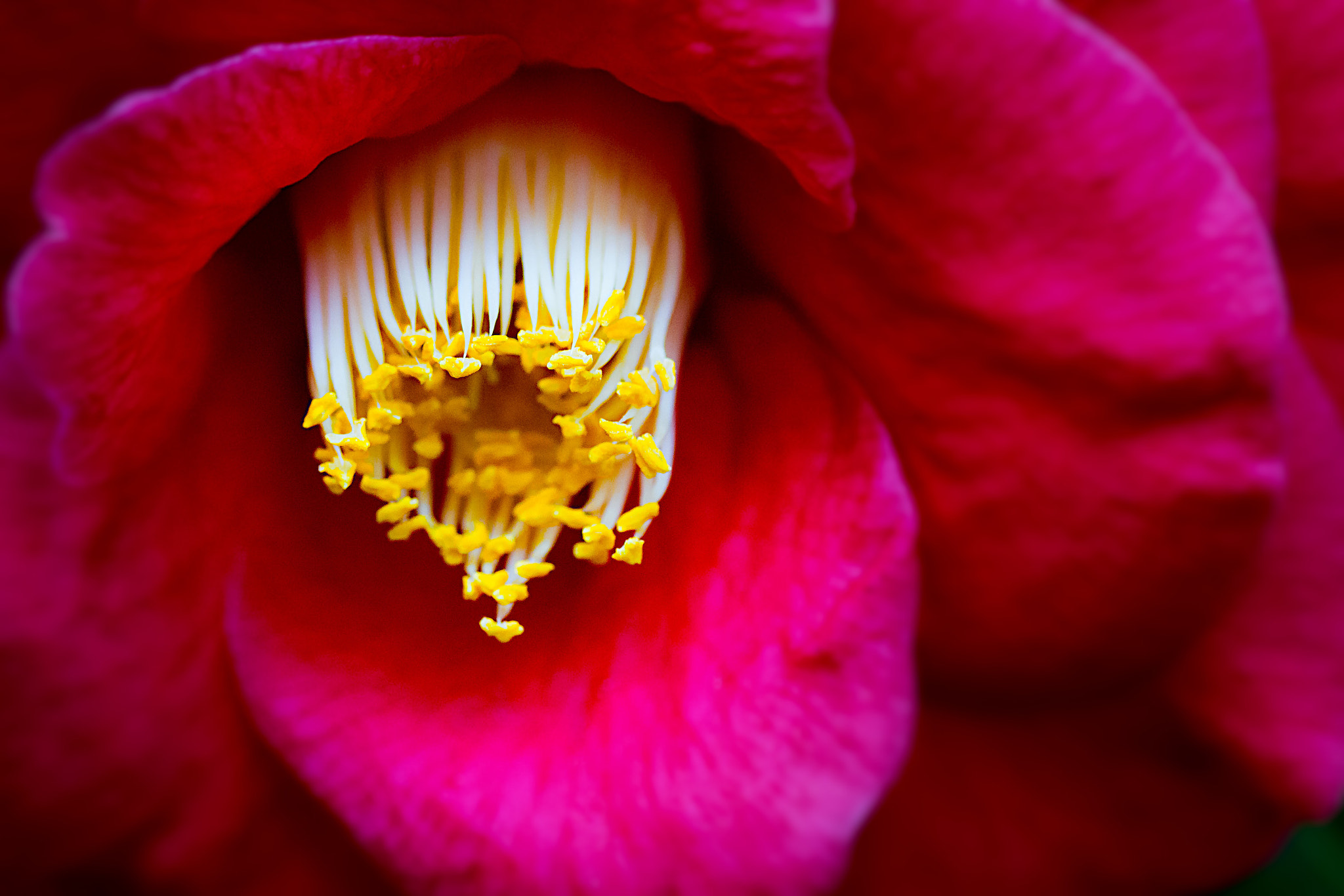 Canon EF 100mm F2.8 Macro USM sample photo