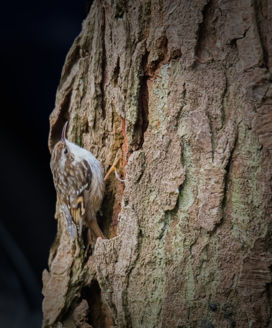 150-600mm F5-6.3 DG OS HSM | Sports 014 sample photo. Short-toed treecreeper photography