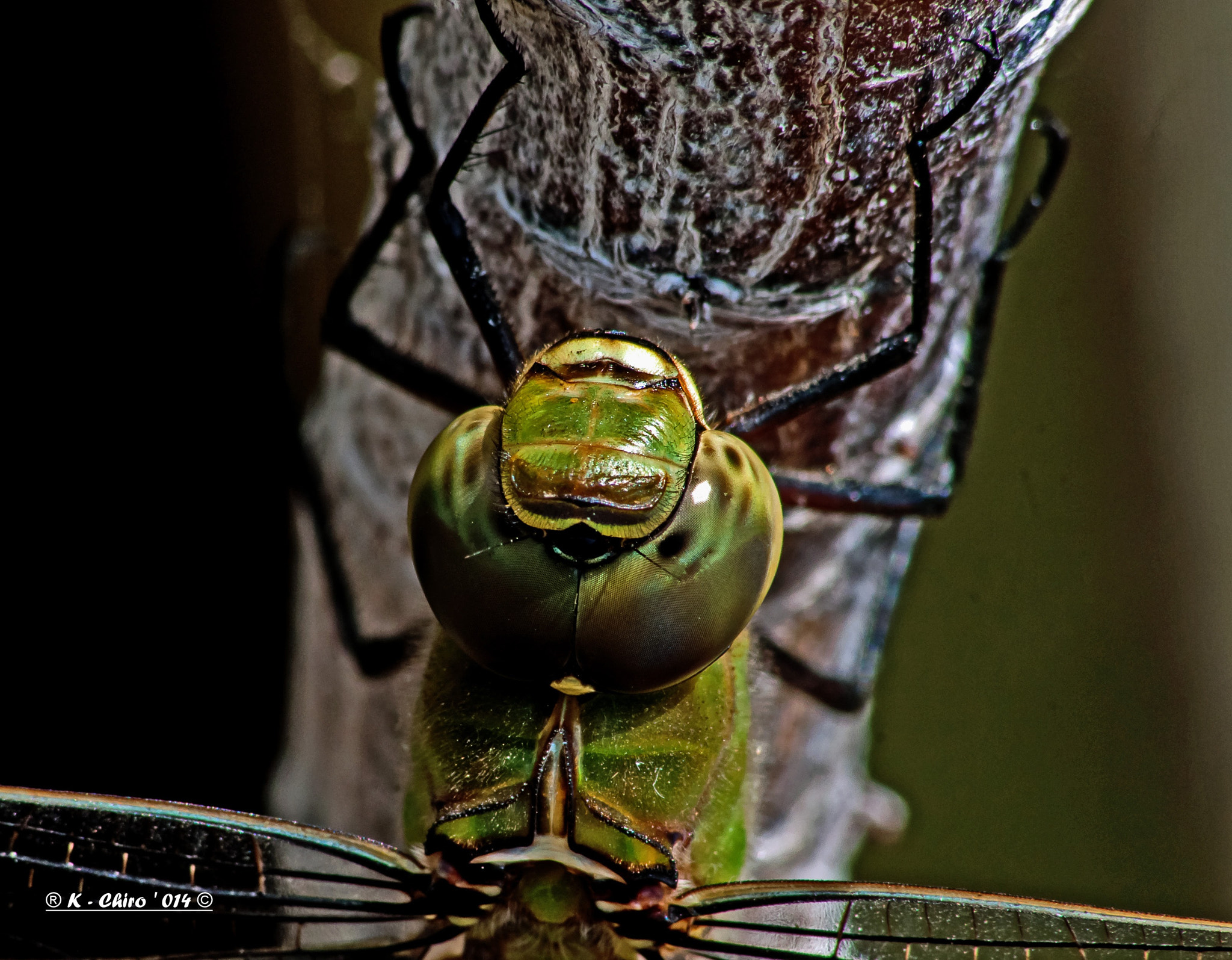 Sigma 70-300mm F4-5.6 APO DG Macro sample photo. Libelula photography