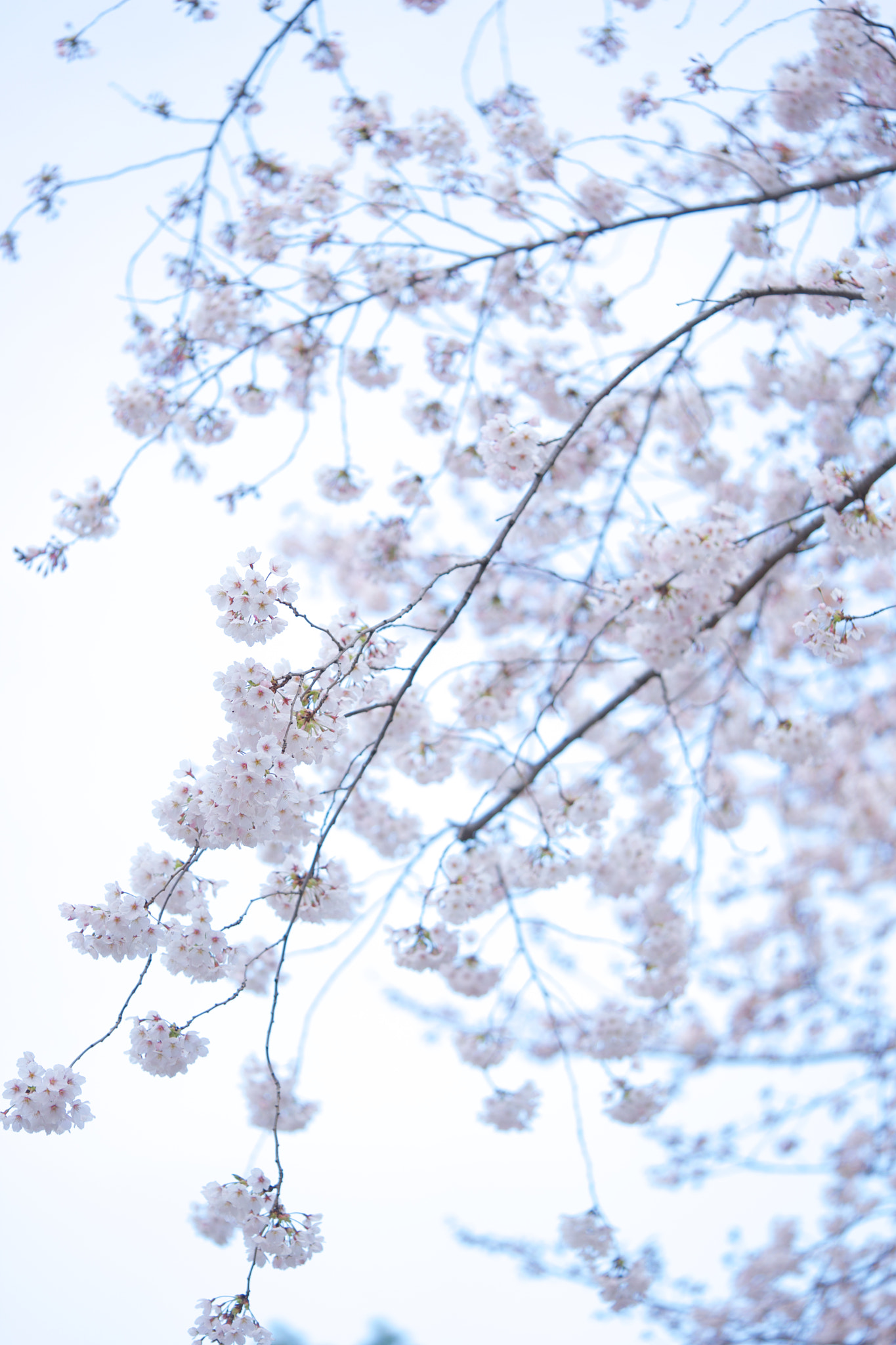 Sony FE 90mm F2.8 Macro G OSS sample photo. Flowers 4778 photography