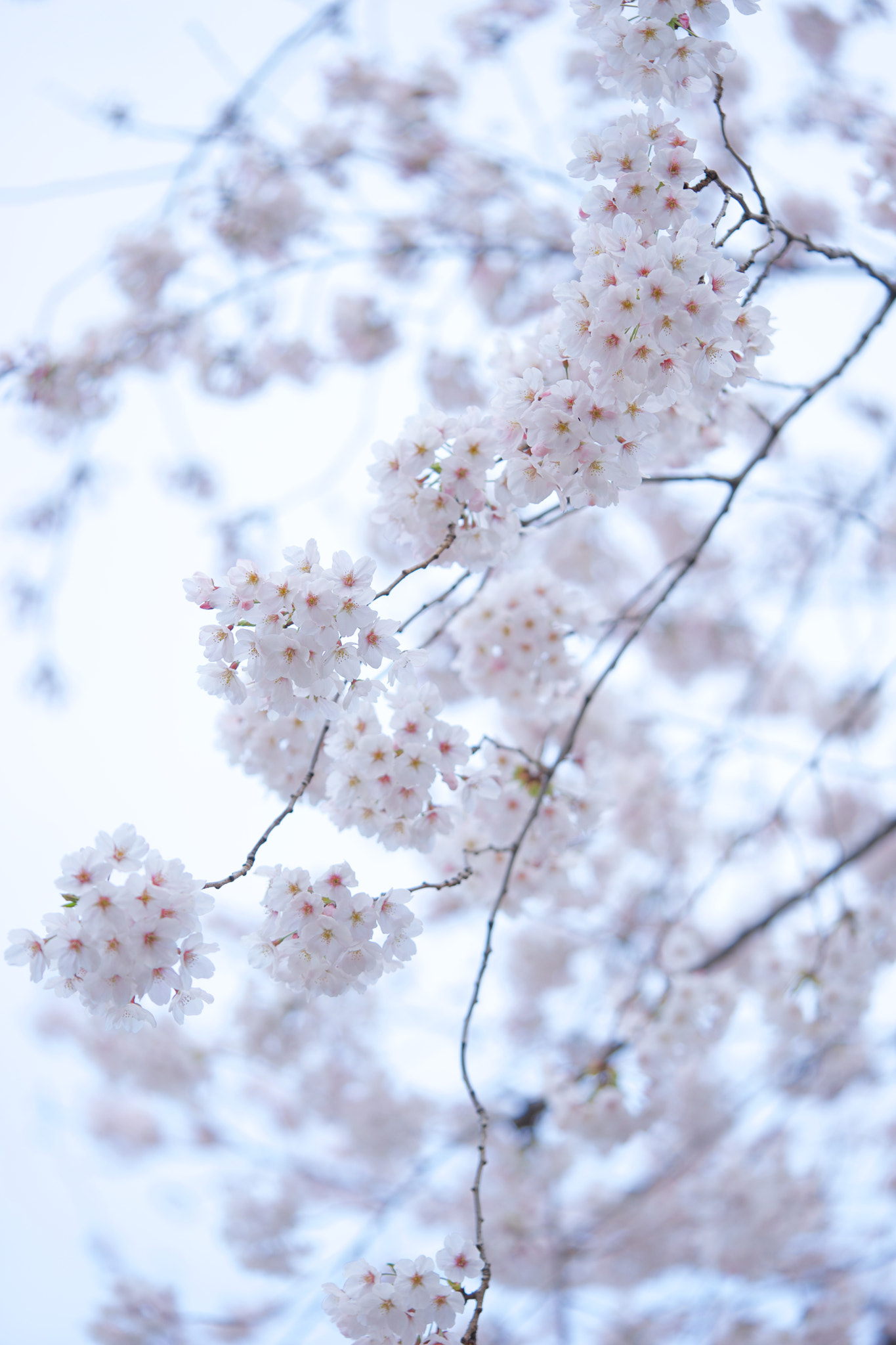 Sony FE 90mm F2.8 Macro G OSS sample photo. Flowers 4779 photography