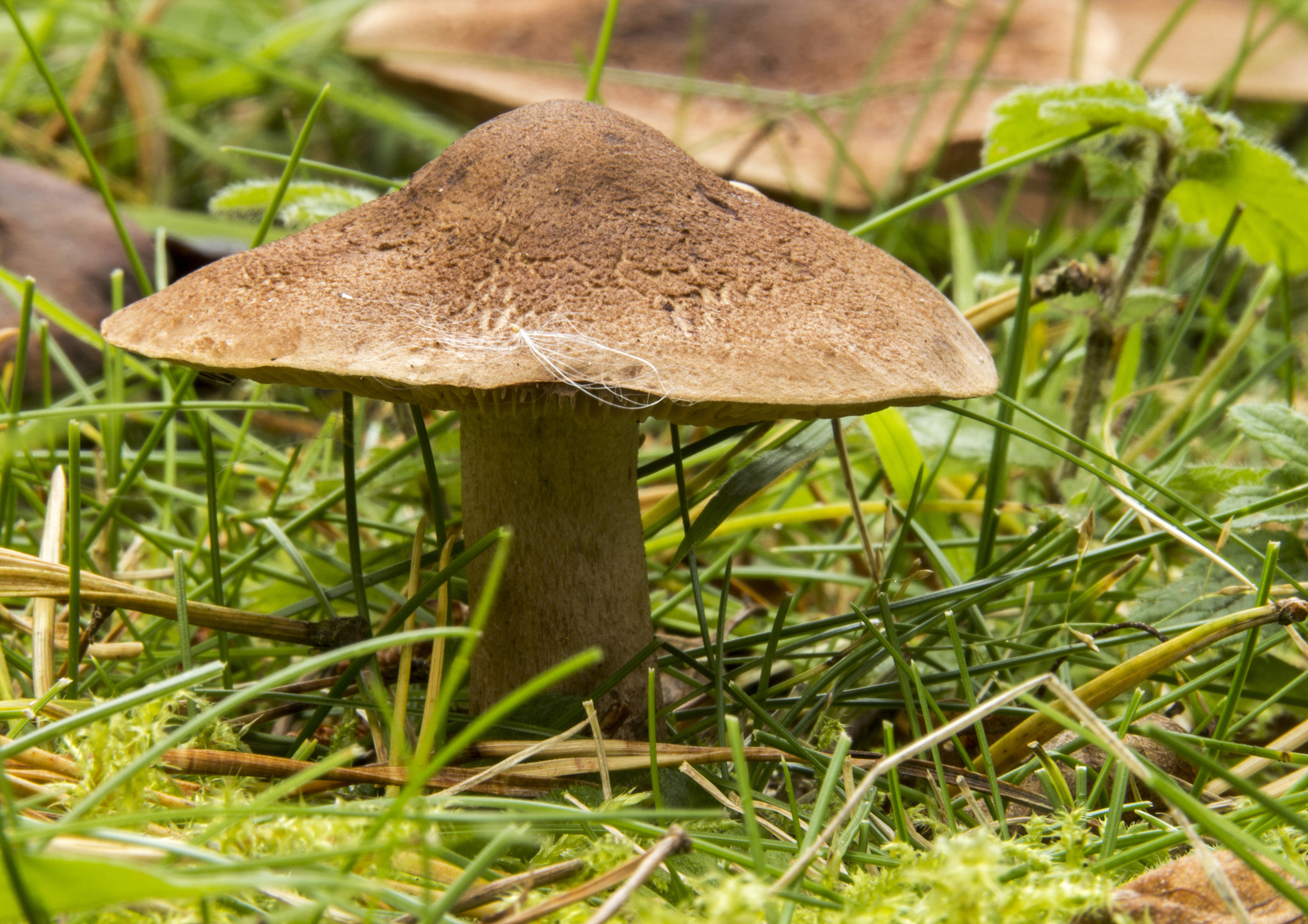 Sigma 18-250mm F3.5-6.3 DC OS HSM sample photo. Toadstools photography