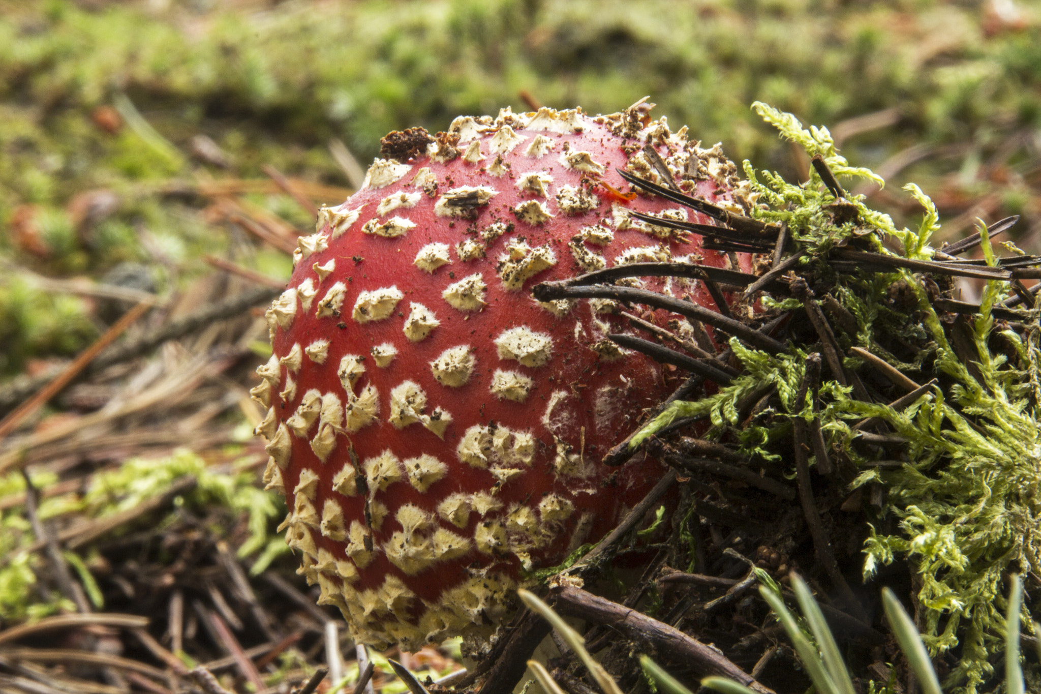 Canon EOS 600D (Rebel EOS T3i / EOS Kiss X5) sample photo. Toadstools photography