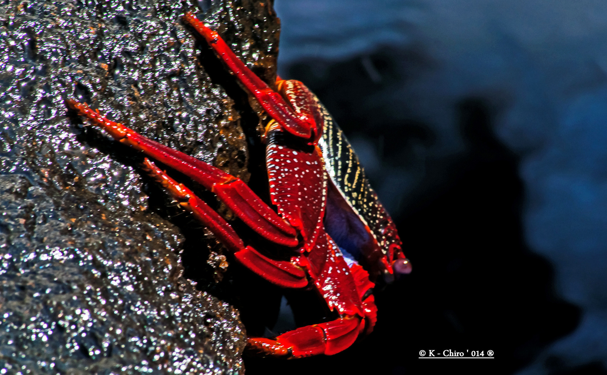 Sigma 70-300mm F4-5.6 APO DG Macro sample photo. Cangrejo photography