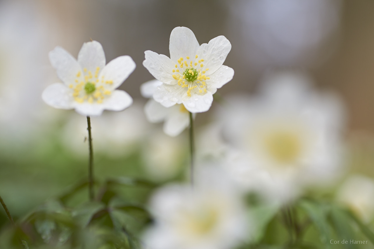 Sony a99 II + Tamron SP AF 90mm F2.8 Di Macro sample photo. Wood anemone photography