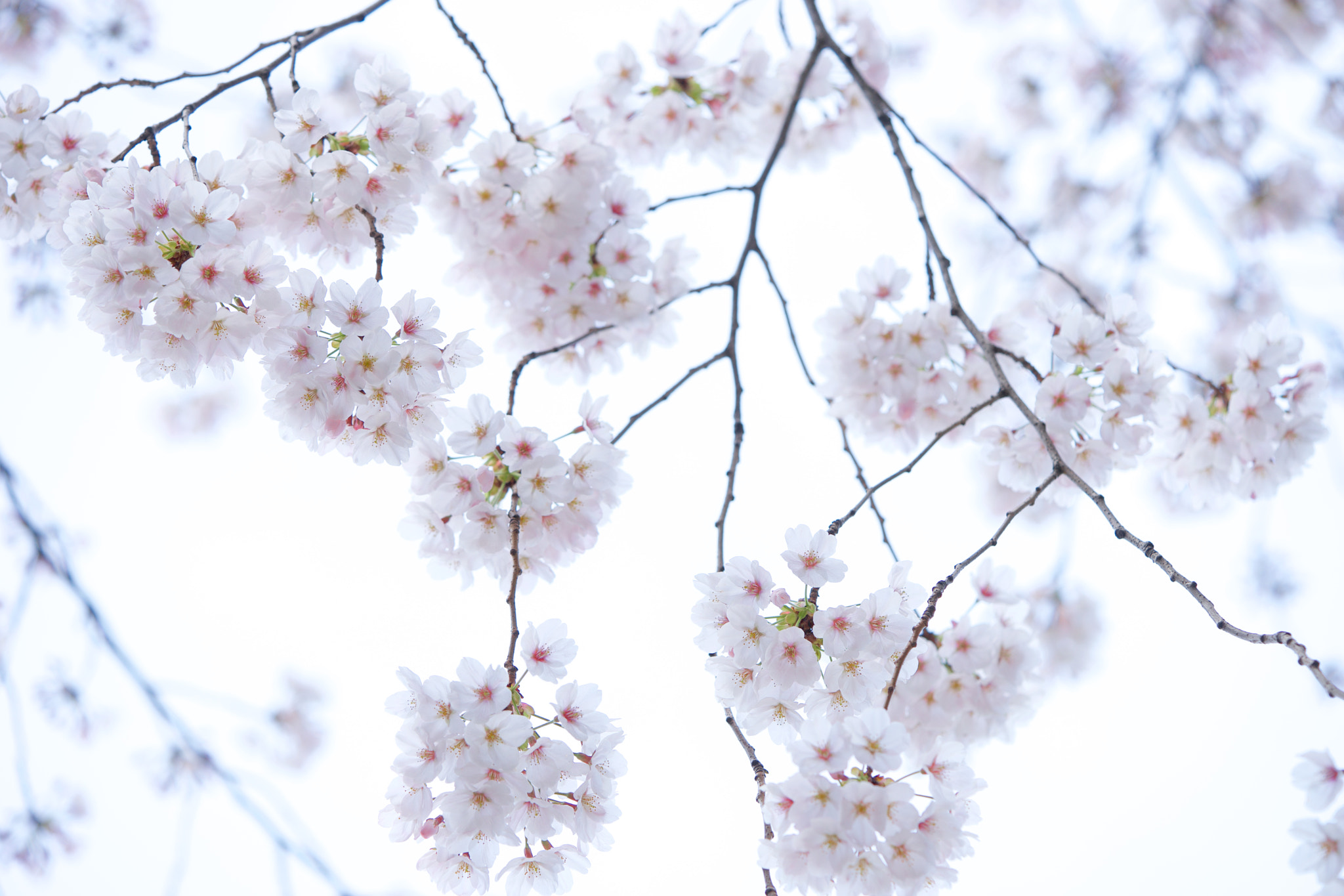 Sony FE 90mm F2.8 Macro G OSS sample photo. Flowers 4780 photography