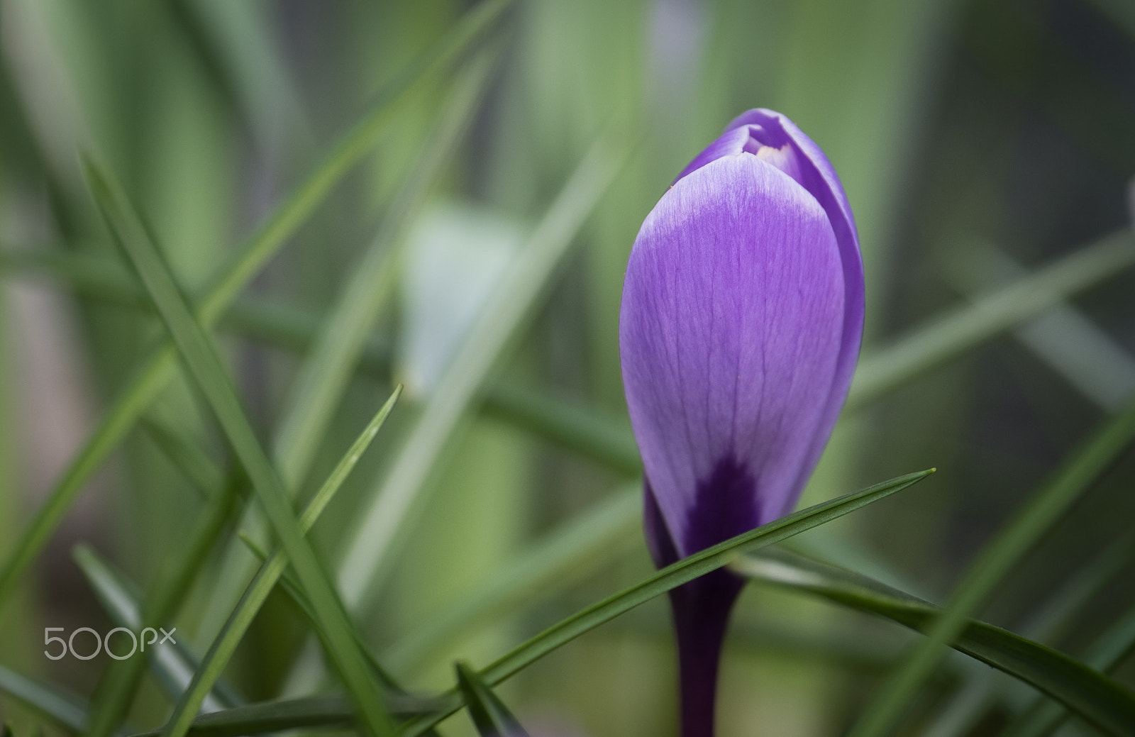 Fujifilm X-T2 + XF50-140mmF2.8 R LM OIS WR + 1.4x sample photo. Dscf photography