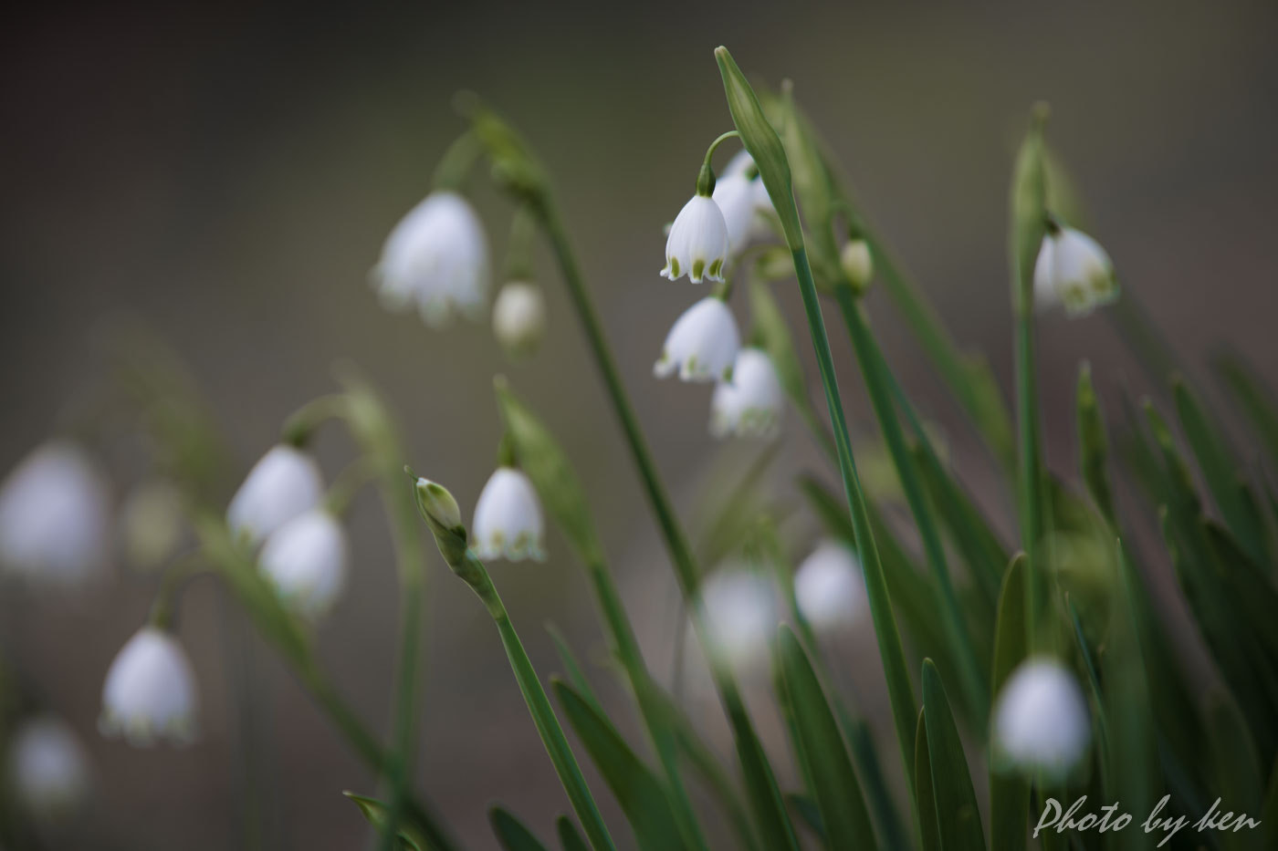 Canon EF 70-200mm F2.8L IS USM sample photo. Suzuranzuisen photography