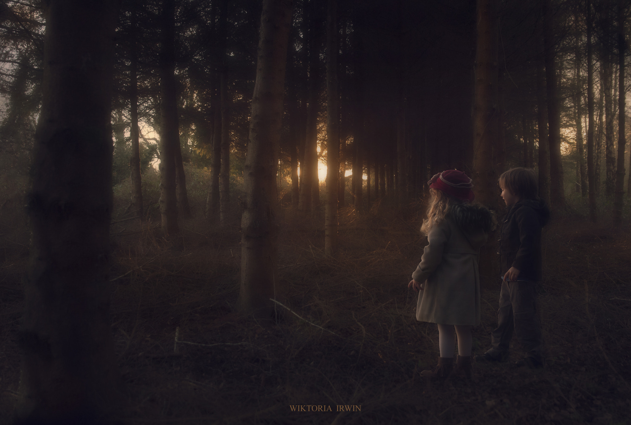 Tamron SP 24-70mm F2.8 Di VC USD sample photo. Forest magic photography