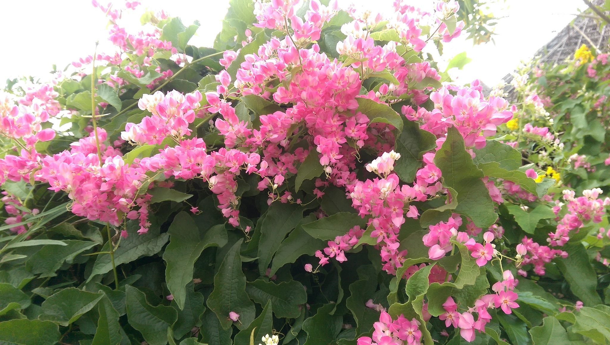 HTC ONE (M8) sample photo