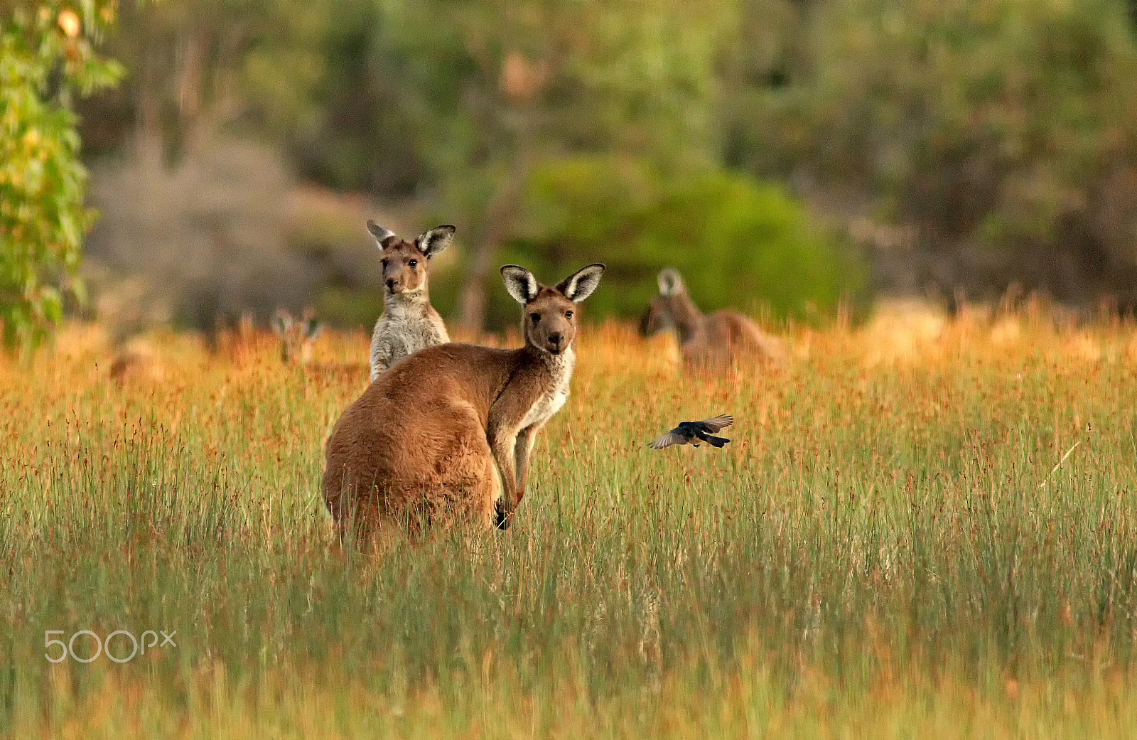 Canon EF 300mm F4L IS USM sample photo. Kangaroos and willie wagtail in south australia photography