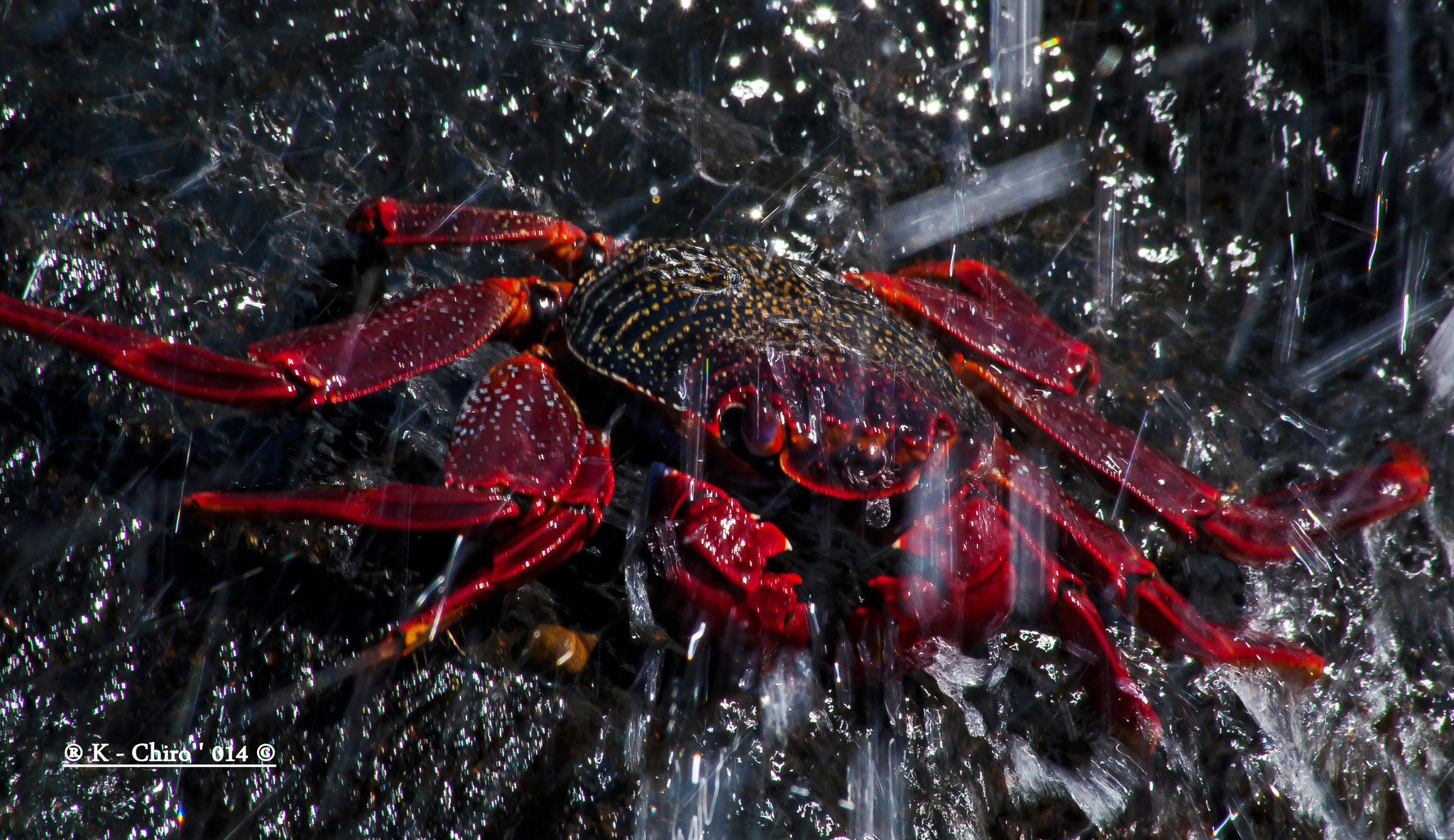 Sigma 70-300mm F4-5.6 APO DG Macro sample photo