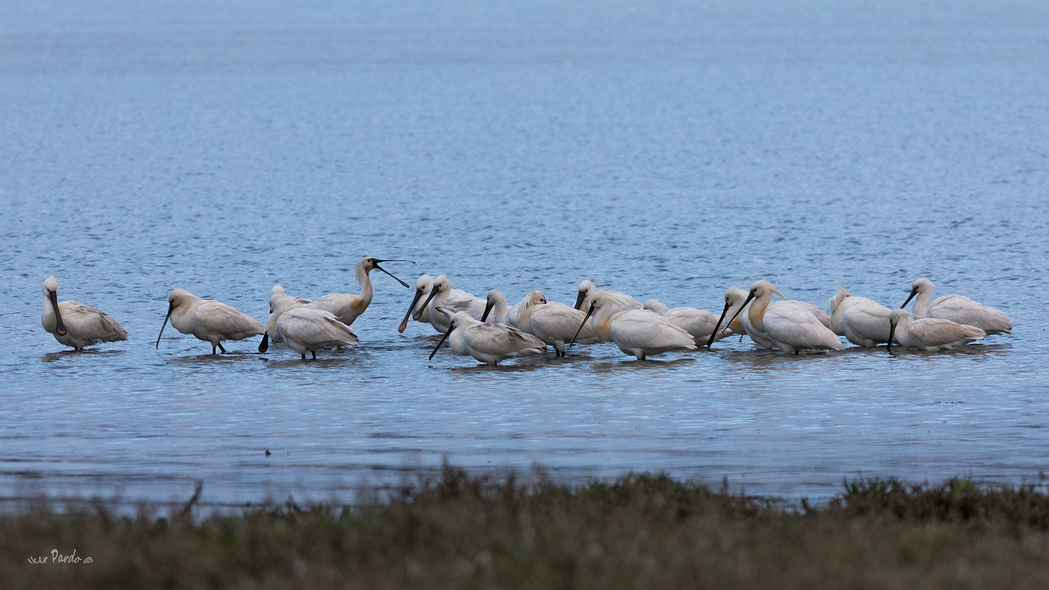 Canon EF 400mm F5.6L USM sample photo. Espatulas photography