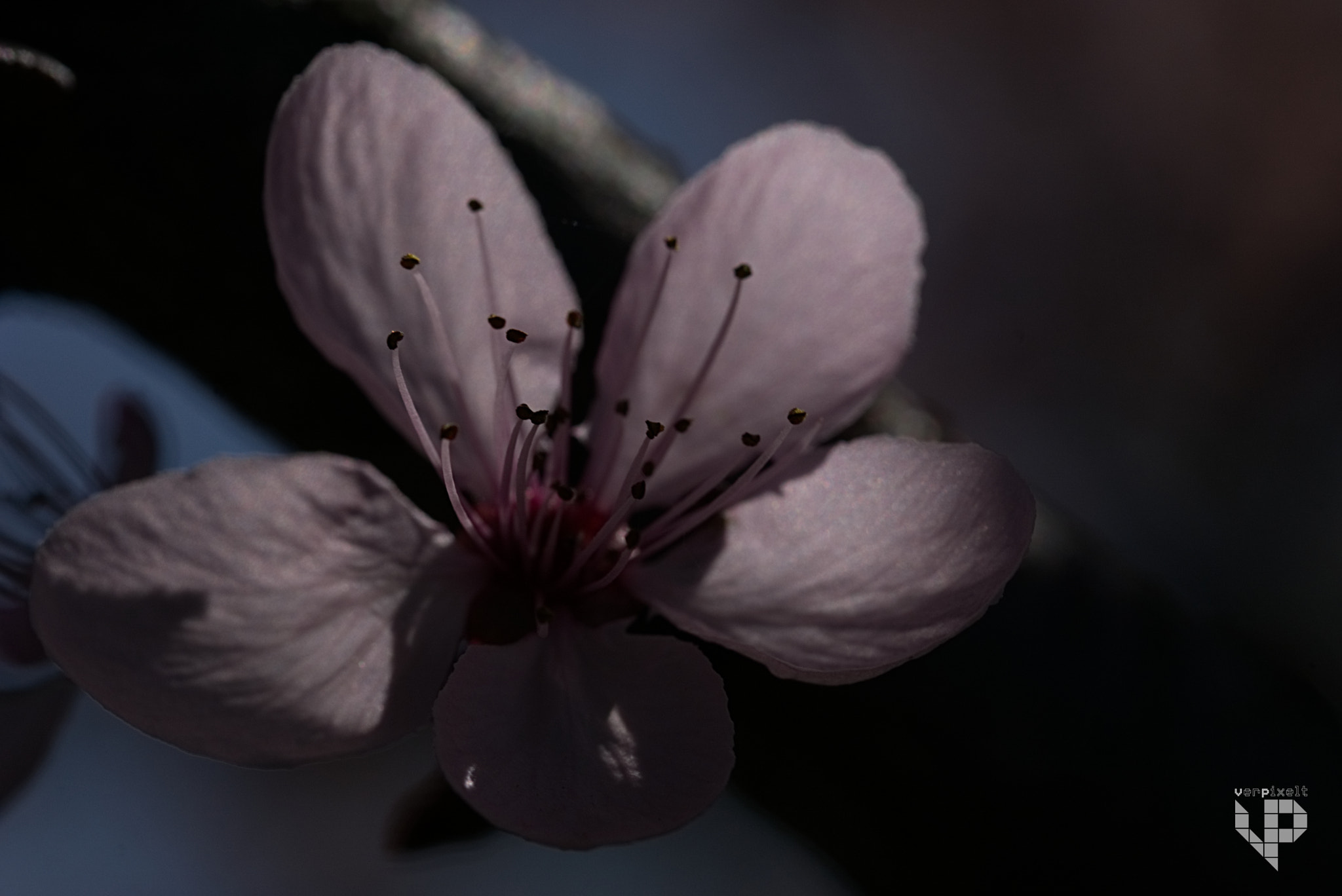 Sony ILCA-77M2 + 90mm F2.8 Macro SSM sample photo. Waking up the trees photography