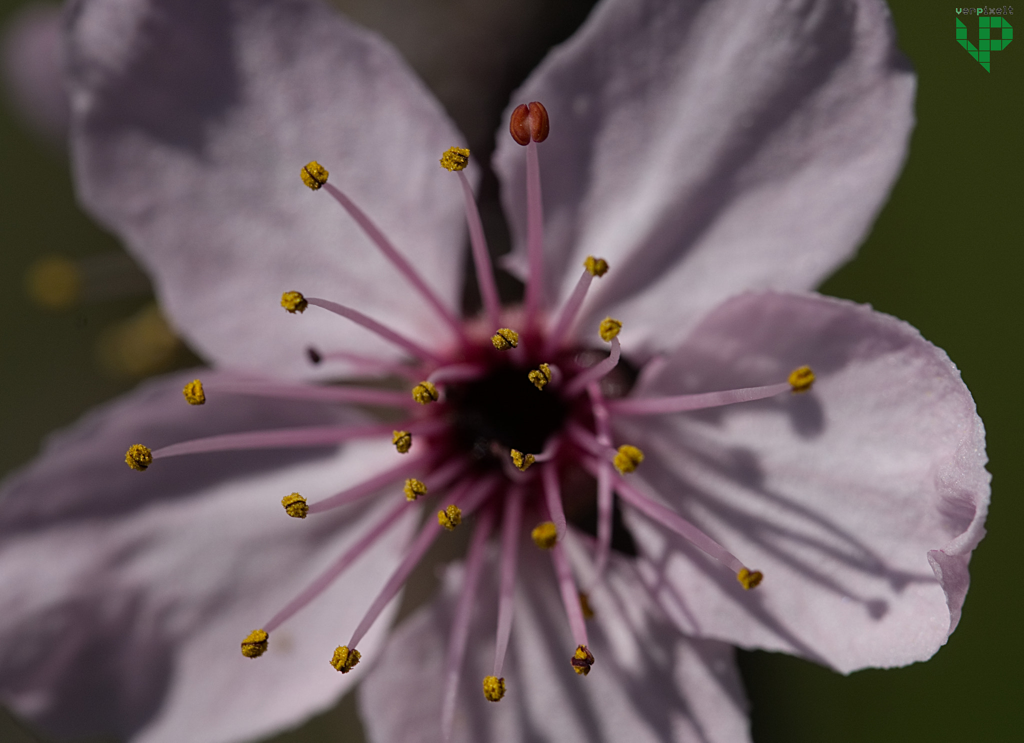 Sony ILCA-77M2 + 90mm F2.8 Macro SSM sample photo. It's spring photography