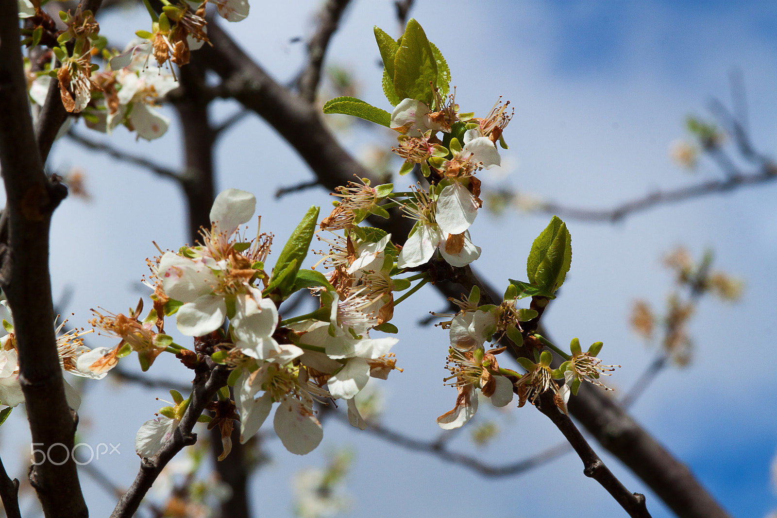 Canon EOS 500D (EOS Rebel T1i / EOS Kiss X3) + Canon EF 100mm F2.0 USM sample photo. Plum tree flowers at spring photography