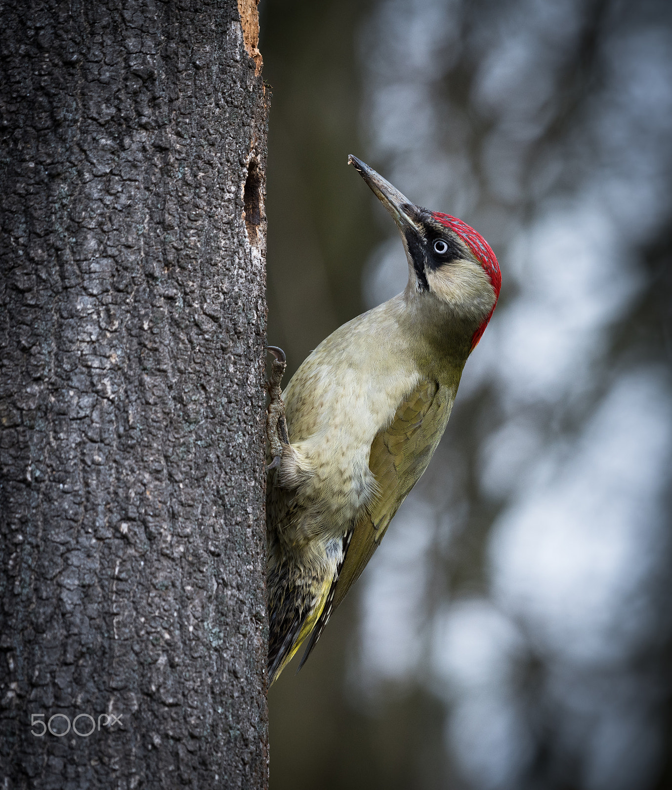 Nikon D810 + Nikon AF-S Nikkor 200-500mm F5.6E ED VR sample photo. Green woodpecker photography