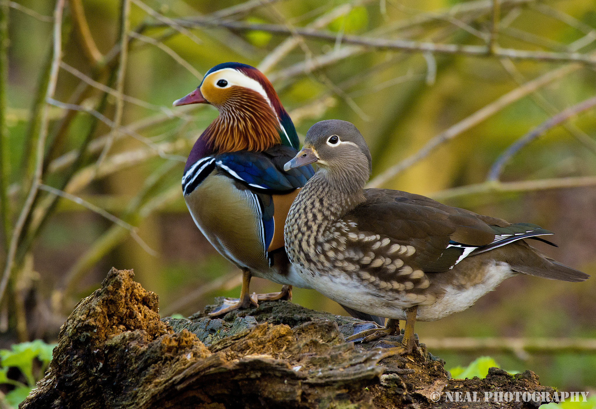 Nikon D610 sample photo. Breeding pair of mandarin ducks photography