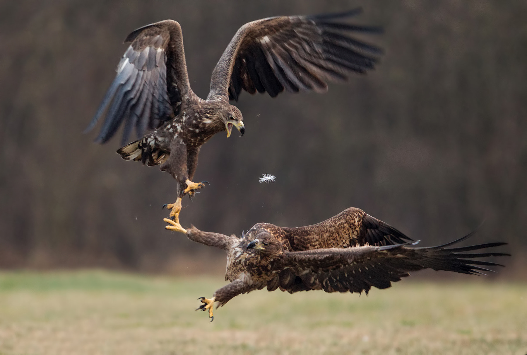 Canon EOS-1D Mark IV + Canon EF 300mm F2.8L IS USM sample photo. Battle photography