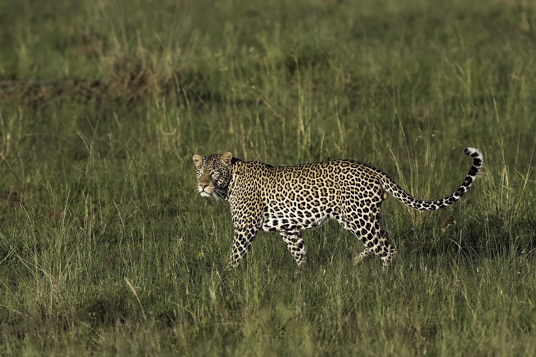 Canon EOS-1D X + Canon EF 600mm F4L IS II USM sample photo. Young male leopard photography