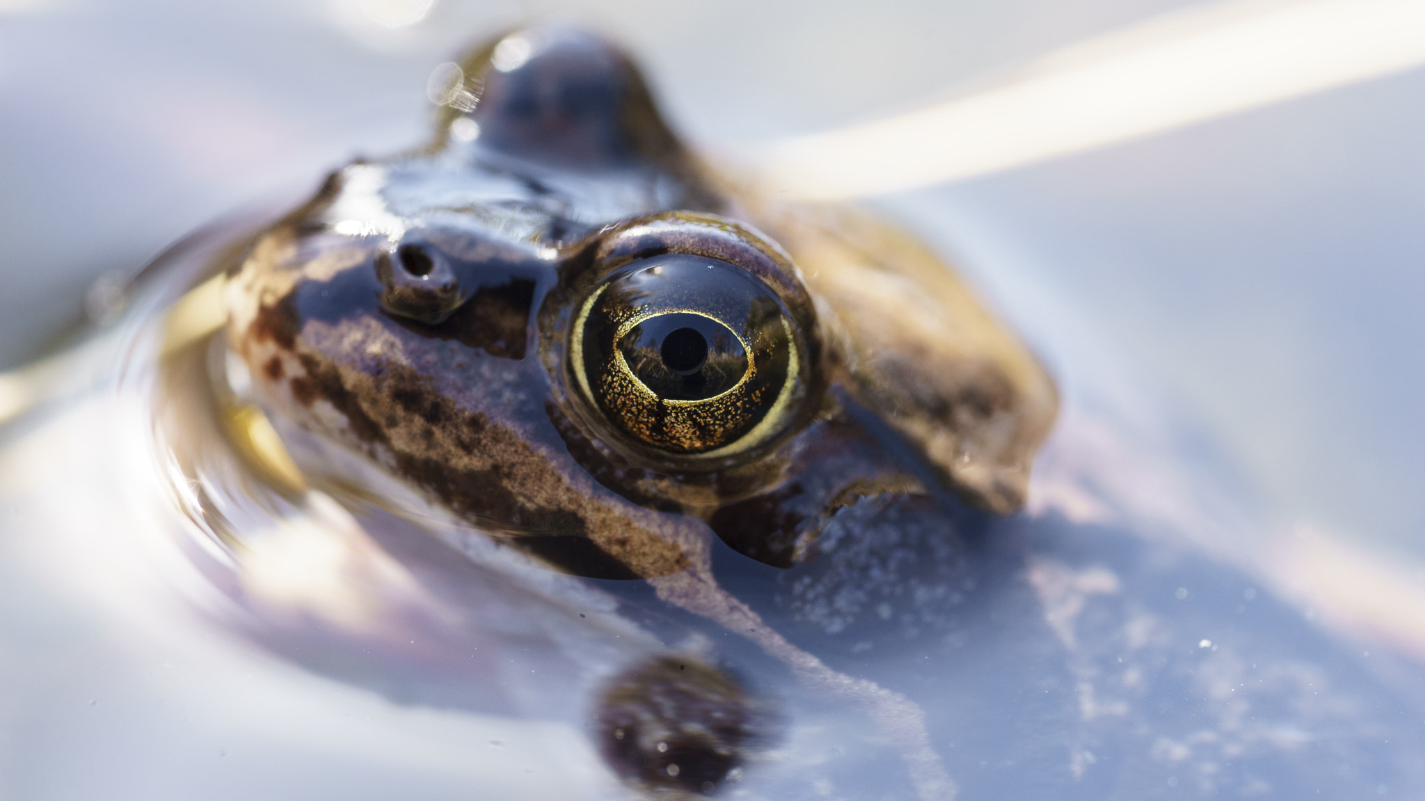Sony a7 II + Sony FE 90mm F2.8 Macro G OSS sample photo. Open your eyes photography