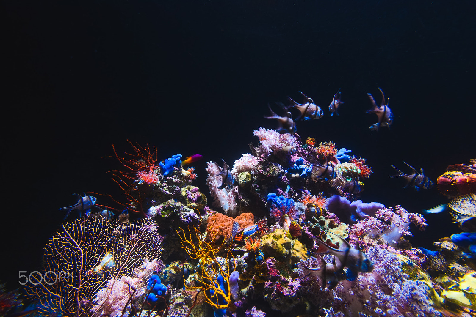 Sigma 10-20mm F3.5 EX DC HSM sample photo. S.e.a. aquarium photography