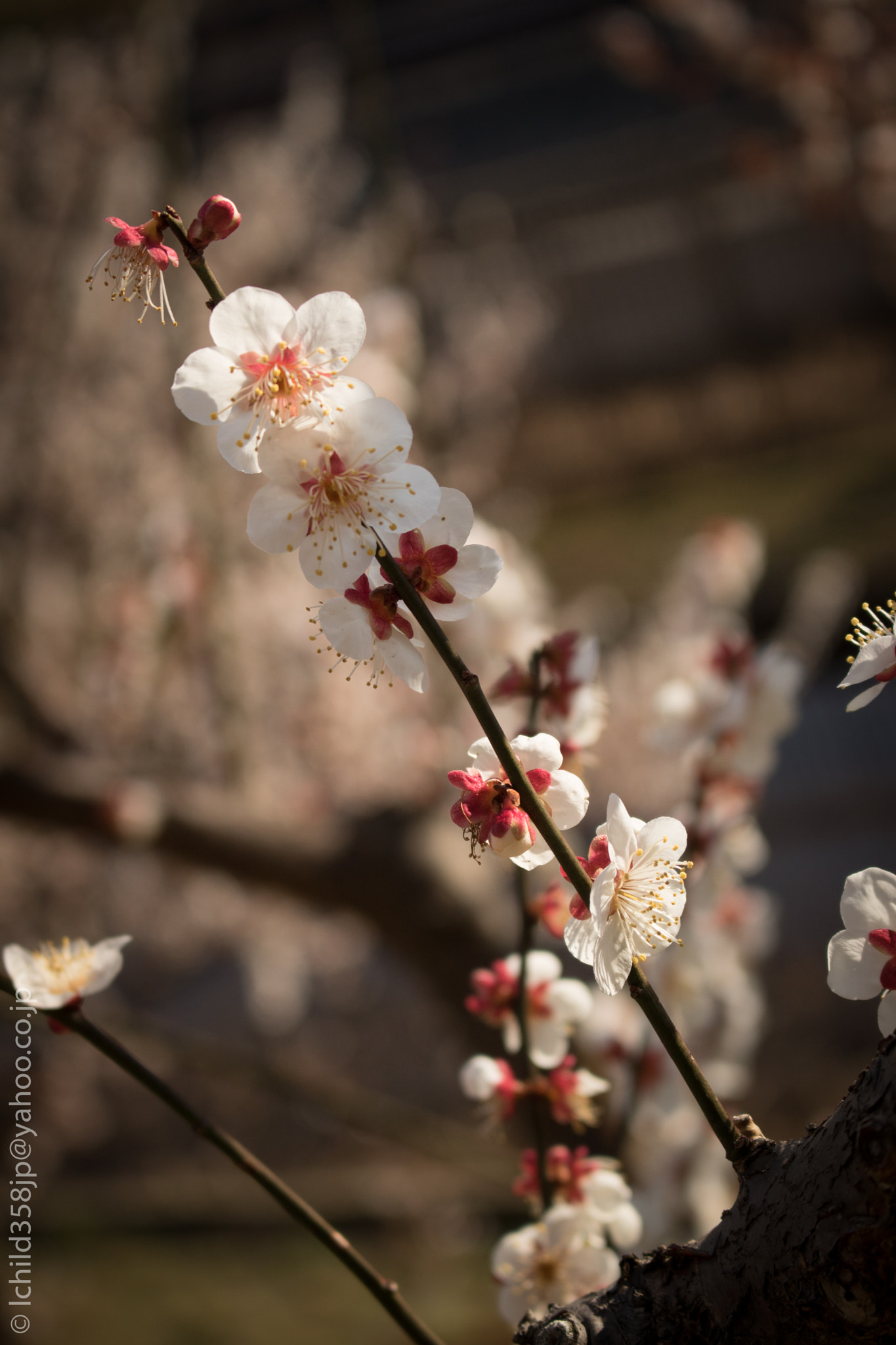 Canon EOS 760D (EOS Rebel T6s / EOS 8000D) sample photo. Spring's comming photography
