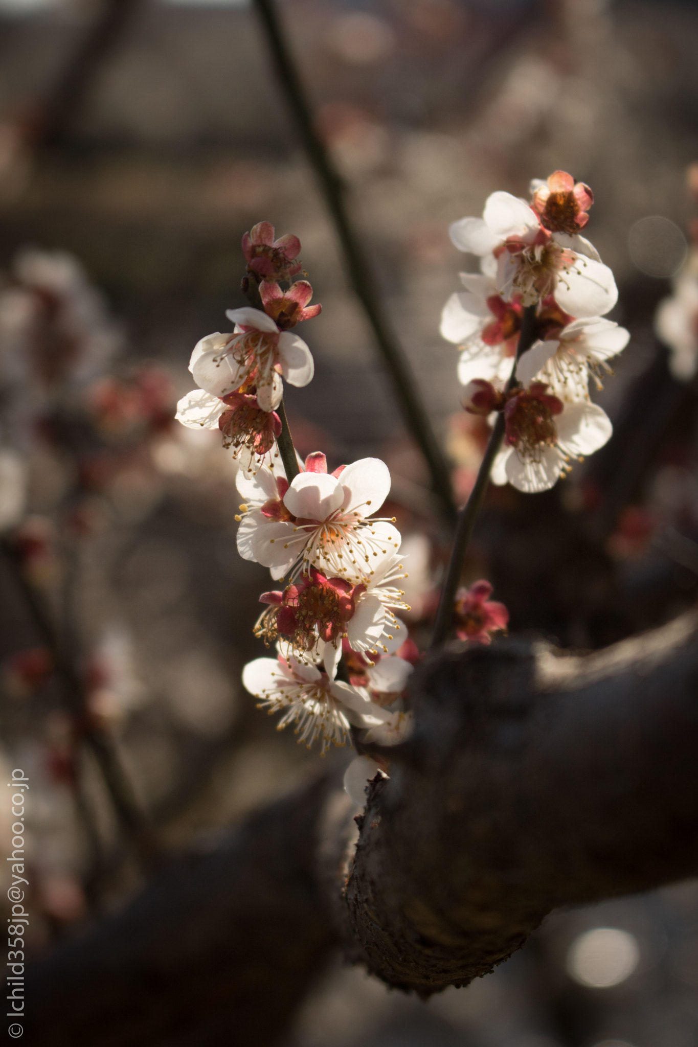 Canon EOS 760D (EOS Rebel T6s / EOS 8000D) + Canon EF-S 18-55mm F3.5-5.6 IS STM sample photo. Spring's comming photography