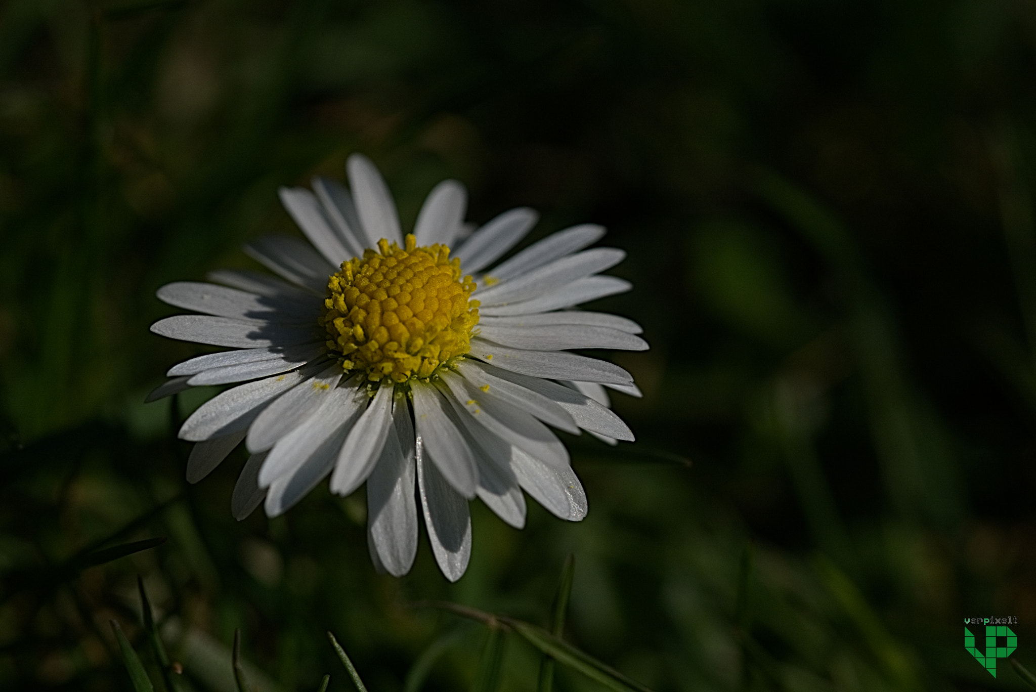 90mm F2.8 Macro SSM sample photo. Daisy photography