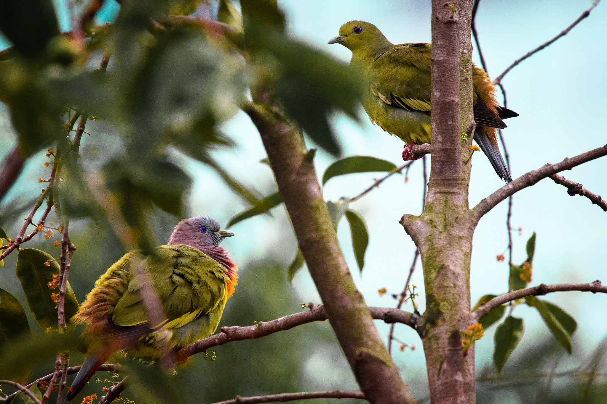 Nikon D7200 + Nikon Nikkor AF-S 300mm F4E PF ED VR sample photo. Sunday couple 1 photography