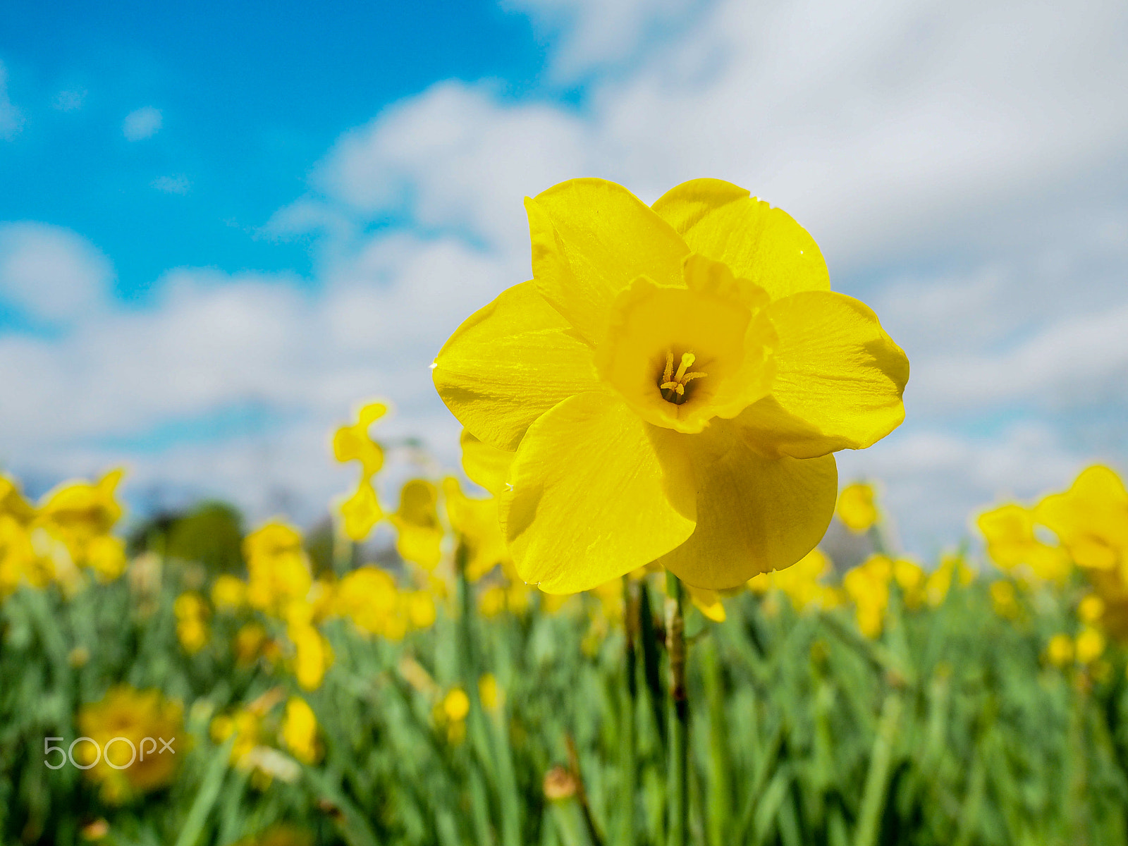 Olympus OM-D E-M5 II sample photo. Spring photography