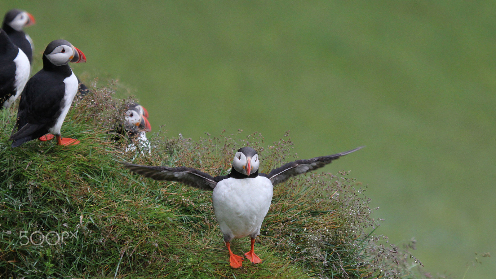 Canon EF 100-400mm F4.5-5.6L IS USM sample photo. Spread your wings... photography